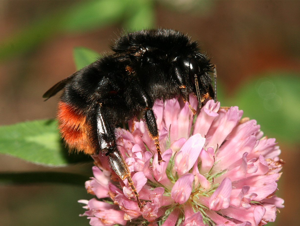 Hummel auf Blumen
